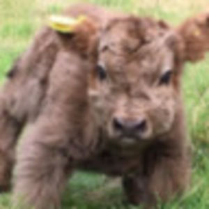 Meet your Posher, Parker